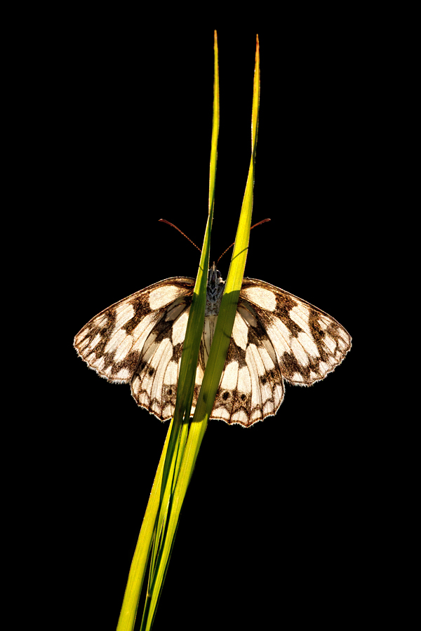 Marbled White (Backlit)